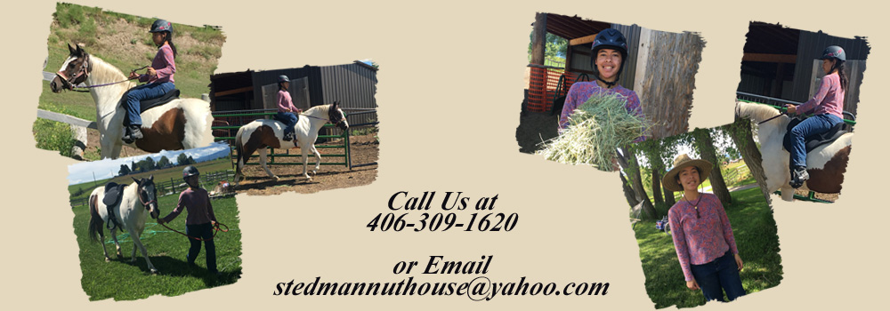 pictures of horse care, 
          horse riding, horse walking, horse feeding hay and stall cleaning